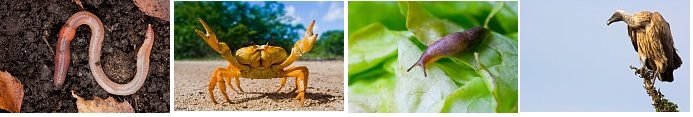 What is a Food Chain and A Food Web Biology Diagrams