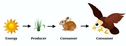 What is a Food Chain and A Food Web Biology Diagrams